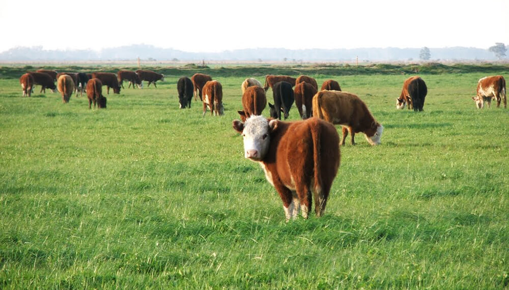 Manejo Ganadero Cómo Lograr Una Mejora Productiva De La Recría De